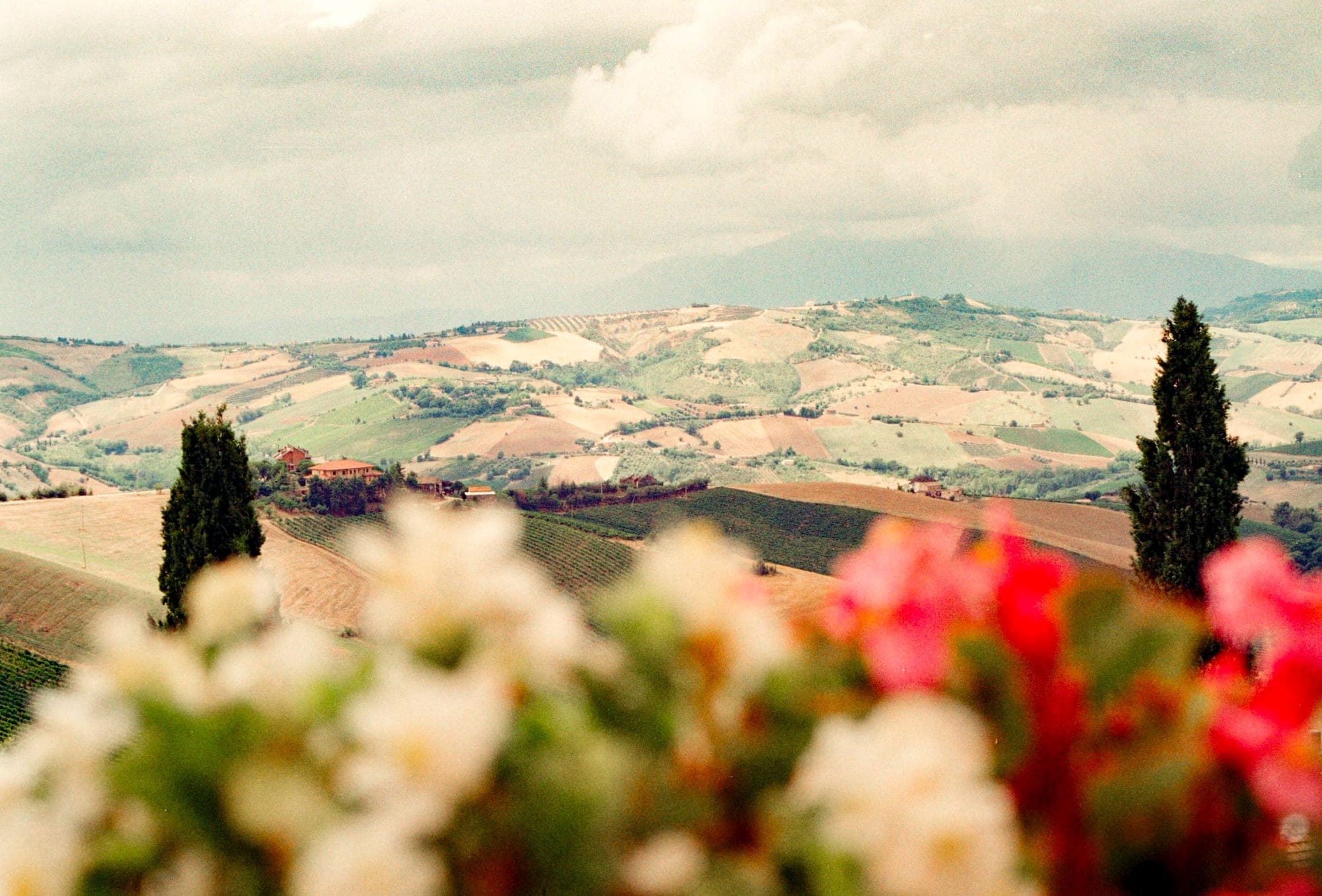 Rolling Tuscan hills lined with slender cypress trees